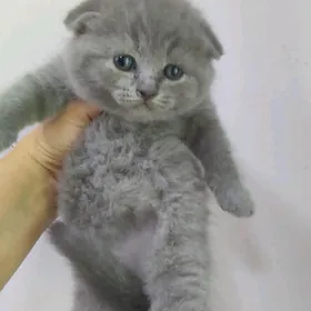 шотландские девочки