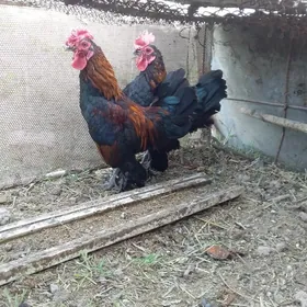 Karlik horaz