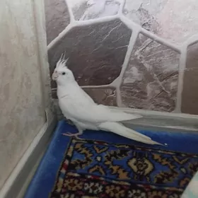karella gus akja arassaja