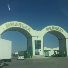 satlyk ammar