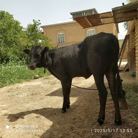 gulojun