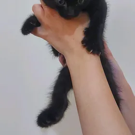 Котик