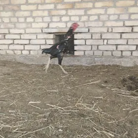 horaz