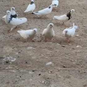 kepderi