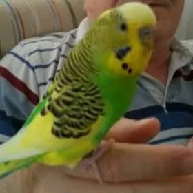 Papugay gus imleri