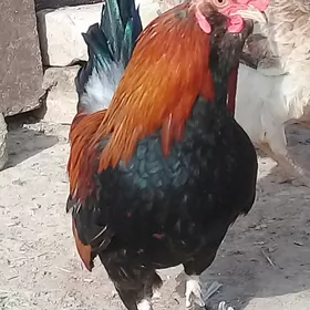 Karlik towuk horaz