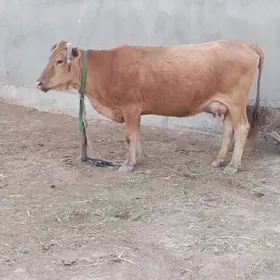 Sygyr
