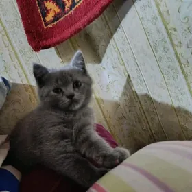 Британские котята