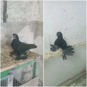 ýaş akbaşlar