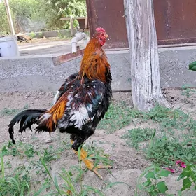Horaz