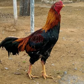 taşkent