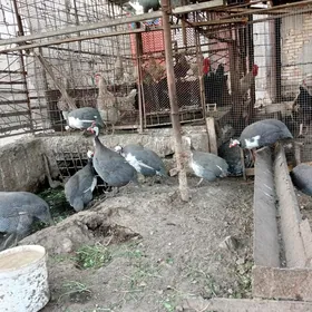 какелик
