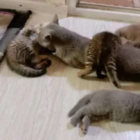котята шотландские
