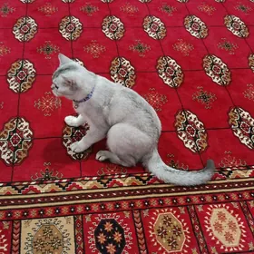 Shinshilla/Шотландские шиншилл
