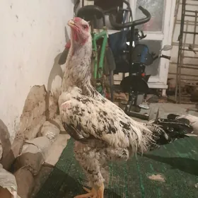 алажа жужа