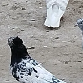 kepderi