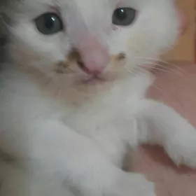котята