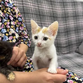 Котята отдам в добрые руки