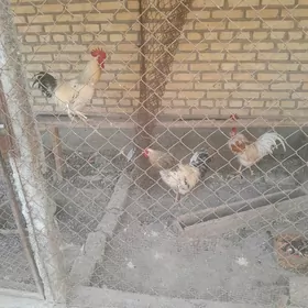 Horaz