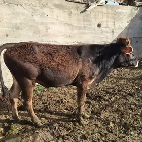 Öküz