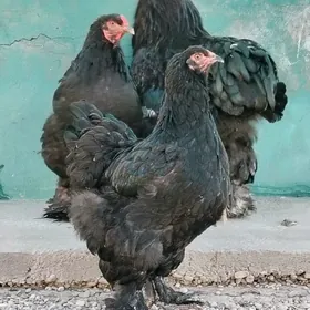 GARA BRAMA