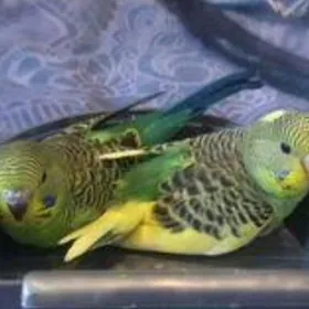 popugay