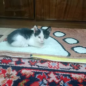 котенок