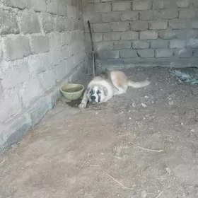 Boynak