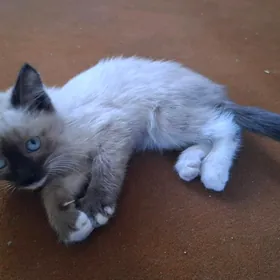 Сиамский котёнок