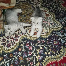 котята шотландские шиншиллы