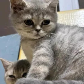 Шотландский чистокровный котят