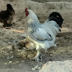 BIRAMA HIRAZ