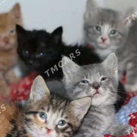 Котята в добрые ручки