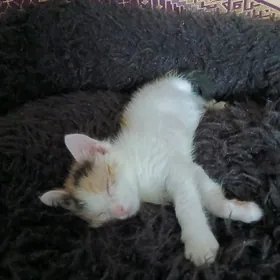 домашние котята 1,5 месяца