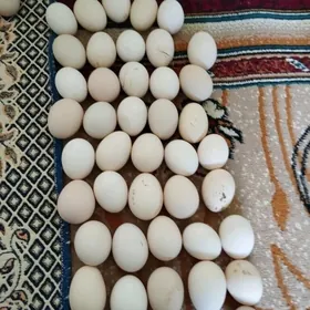 ýumurtga taşkent