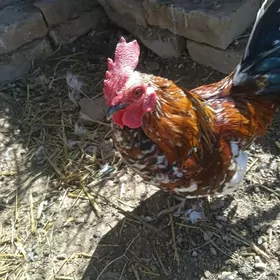 Ýaponçik horaz