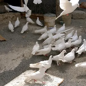 Kepderi islendik gornuşleri ba