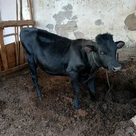 çorny piyos