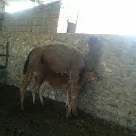 ogşuk