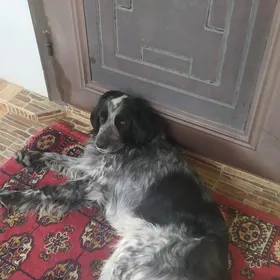 gujuk orginal