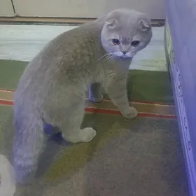ДЕЛОВЫЕ КОТЫ