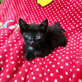 Котенок Только в добрые руки!