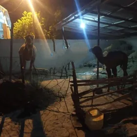 Kosekli duye