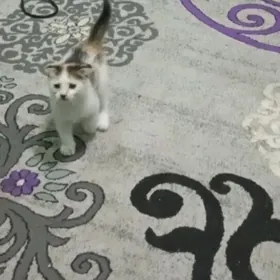 pişik yitdi