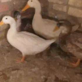 Ördek