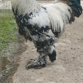 Brama Horaz