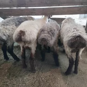 işşek
