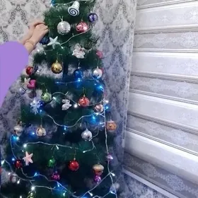 taze yyl yolka