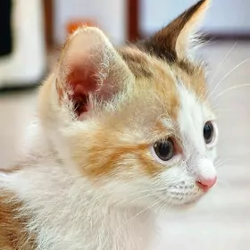 Котенок девочка в добрые руки