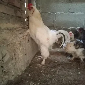 Horaz